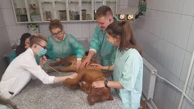 eM-vet Gabinet Weterynaryjny lek. wet. Monika Zielonka